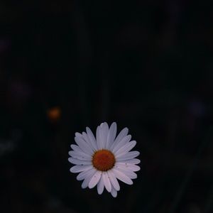 Meet your Posher, Allie